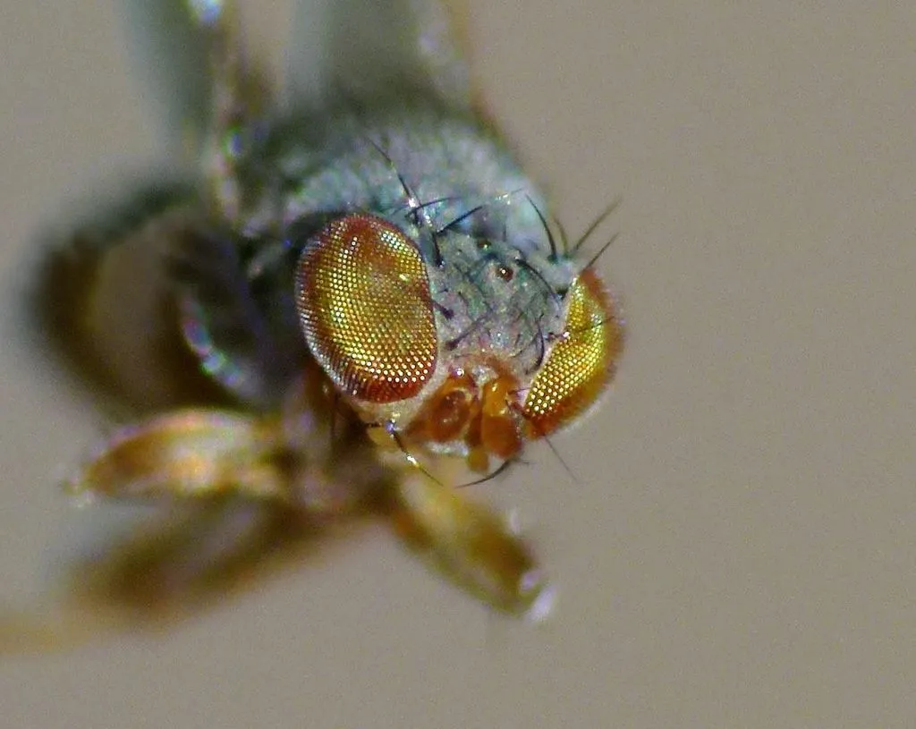 Australimyzidae - photo 2
