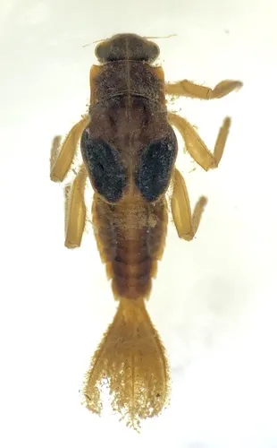 Austremerellidae - Austremerellidae
