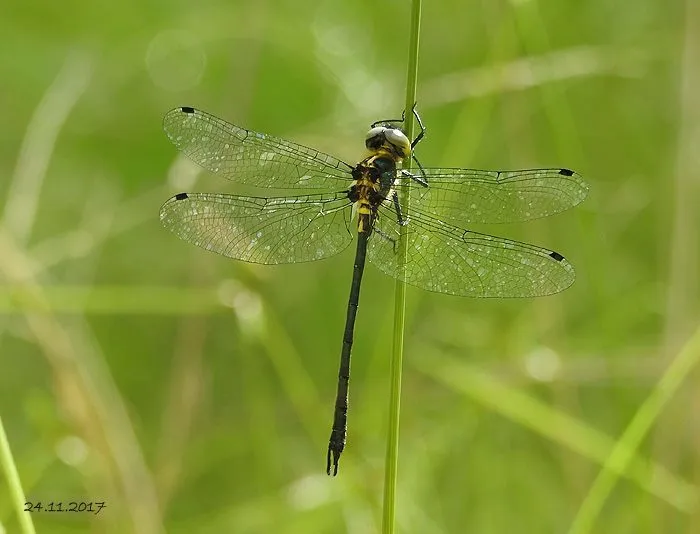 Austrocorduliidae - photo 3