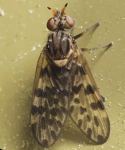 Austroleptid Snipe Flies - Austroleptidae