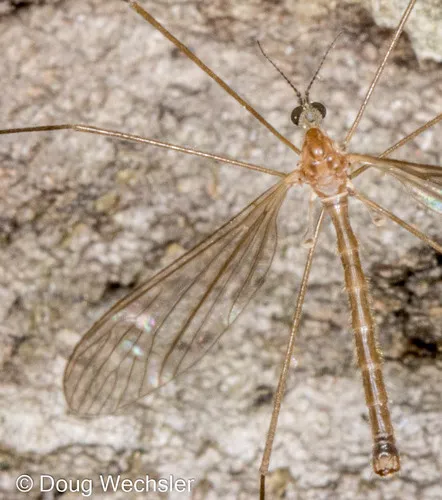 Austrolimnophila toxoneura
