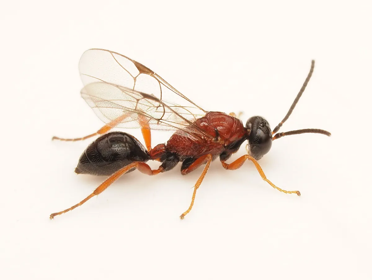 Austroniidae - photo 3