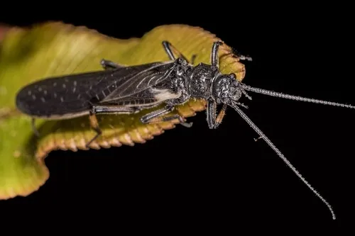 Austroperlidae - Austroperlidae