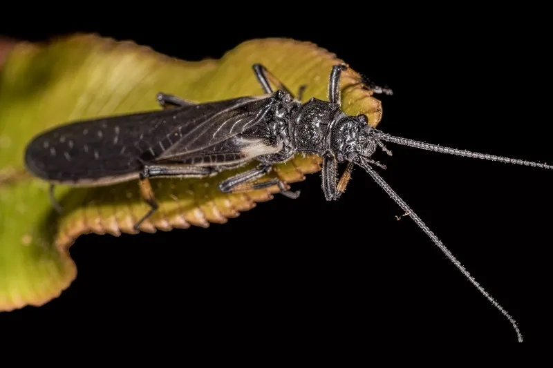 Austroperlidae - photo 3