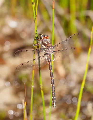 Redspots - Austropetaliidae