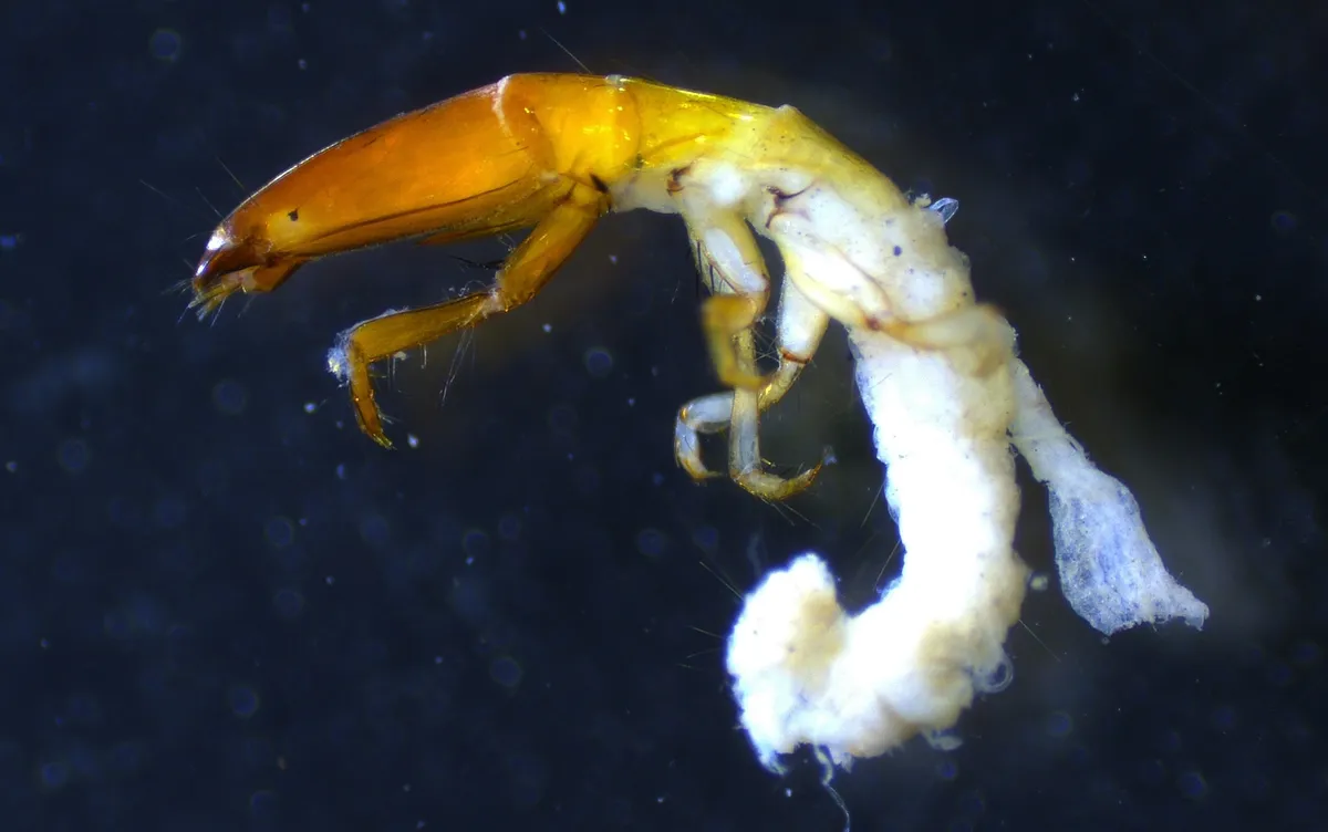 Austrotinodes texensis