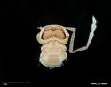 Austrotyla stephensoni - photo 2