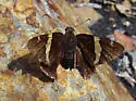 Golden-banded Skipper - Hodges#3902