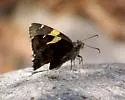 Golden-banded Skipper - Hodges#3902 - photo 2