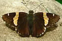 Golden-banded Skipper - Hodges#3902 - photo 3