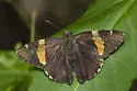 Golden-banded Skipper - Hodges#3902 - photo 4