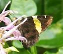 Golden-banded Skipper - Hodges#3902 - photo 5