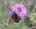 Chisos Banded Skipper - Hodges#3903.1 - photo 2