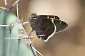 Chisos Banded Skipper - Hodges#3903.1 - photo 3