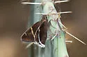 Chisos Banded Skipper - Hodges#3903.1 - photo 4