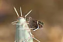 Chisos Banded Skipper - Hodges#3903.1 - photo 5