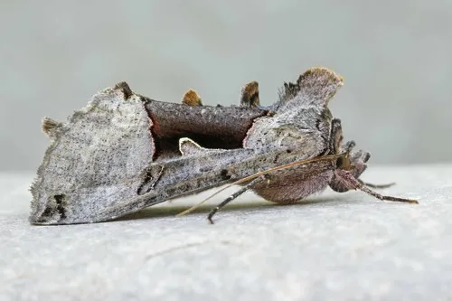 Large Looper Moth - Hodges#8923