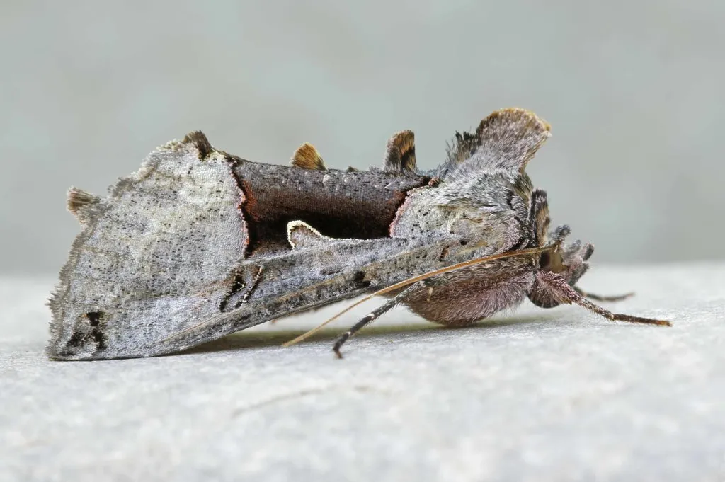 Large Looper Moth - Hodges#8923 - photo 2