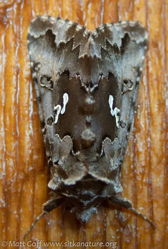 Autographa corusca - Hodges#8918