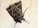 Autographa flagellum - Hodges#8916 - photo 2