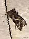 Autographa flagellum - Hodges#8916 - photo 3