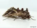 Autographa flagellum - Hodges#8916 - photo 4