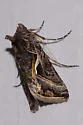 Autographa flagellum - Hodges#8916 - photo 5