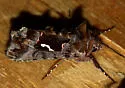 Autographa labrosa - Hodges#8920 - Autographa labrosa