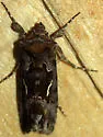 Autographa labrosa - Hodges#8920 - photo 2