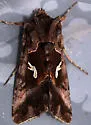 Autographa labrosa - Hodges#8920 - photo 3