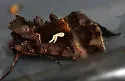 Autographa labrosa - Hodges#8920 - photo 4