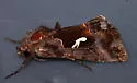 Autographa labrosa - Hodges#8920 - photo 5