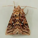 Wavy Chestnut Y - Hodges#8912 - Autographa mappa