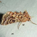 Wavy Chestnut Y - Hodges#8912 - photo 3
