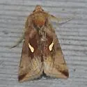 Autographa metallica - Hodges#8917 - photo 2