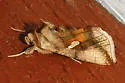 Autographa metallica - Hodges#8917 - photo 3