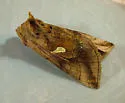 Autographa metallica - Hodges#8917 - photo 4