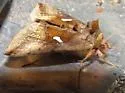Autographa metallica - Hodges#8917 - photo 5