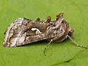 Delicate Silver Y - Hodges#8913 - Autographa pseudogamma