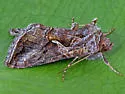 Rubida Looper Moth - Hodges#8909 - Autographa rubidus