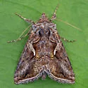 Rubida Looper Moth - Hodges#8909 - photo 2