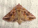 Rubida Looper Moth - Hodges#8909 - photo 3