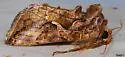 Rubida Looper Moth - Hodges#8909 - photo 4