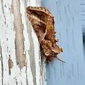 Rubida Looper Moth - Hodges#8909 - photo 5