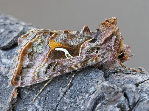 Autographa sansoni - Hodges#8910