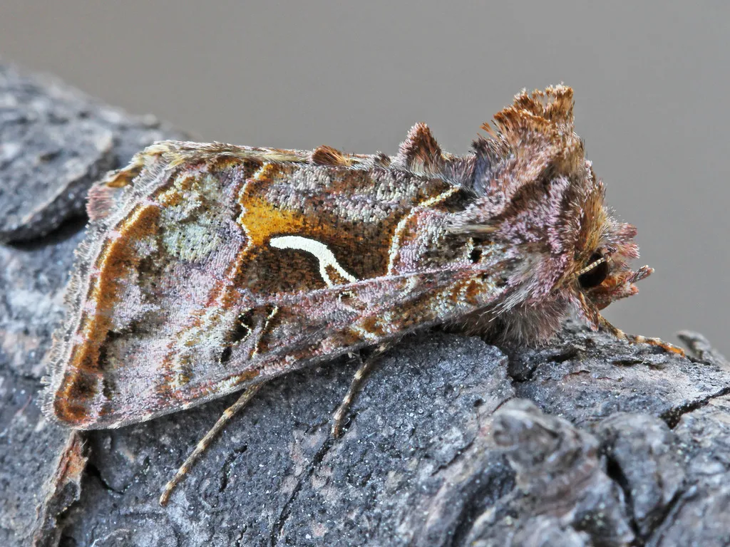 Autographa sansoni - Hodges#8910 - photo 2