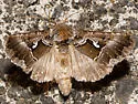 Autographa speciosa - Hodges#8919