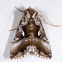 Autographa speciosa - Hodges#8919 - photo 2