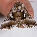 Autographa speciosa - Hodges#8919 - photo 3