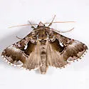 Autographa speciosa - Hodges#8919 - photo 4